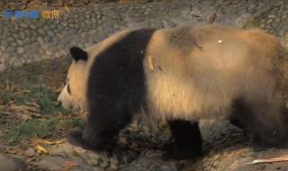 熊猫泡澡太像人了 熊猫泡澡太像人了